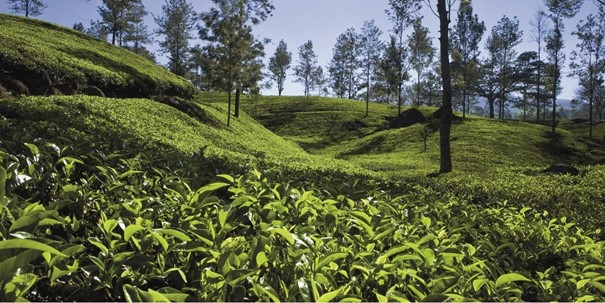Jardin de thé Dilmah